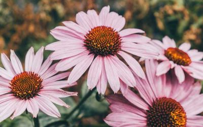 ECHINACEA