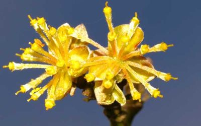 HAMAMELIS VIRGINIANA