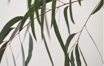 ΕΥΚΑΛΥΠΤΟΣ