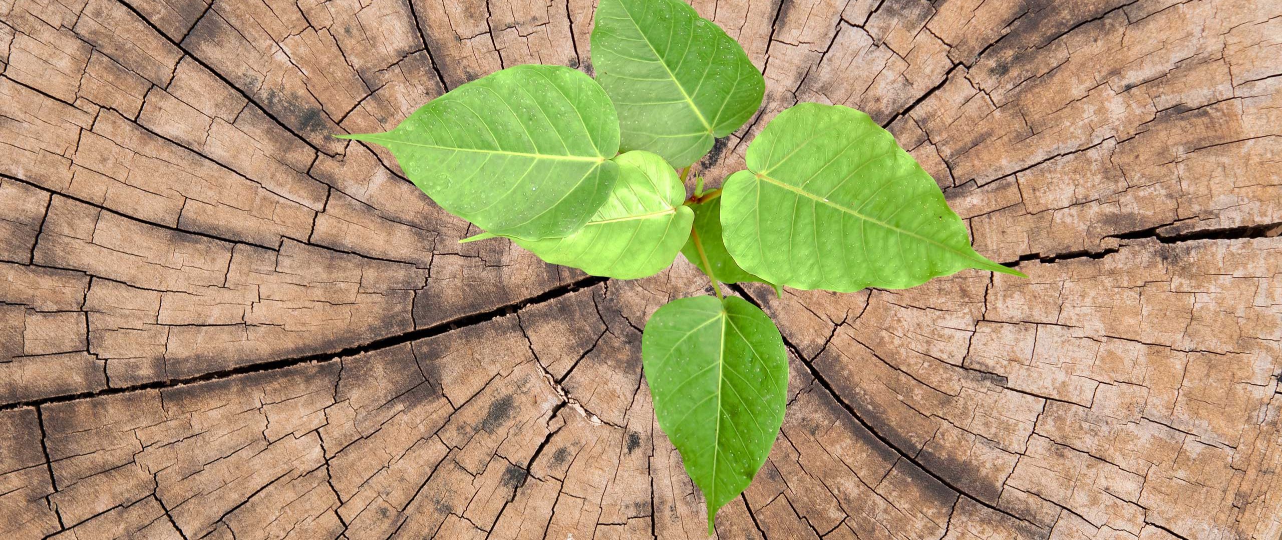 Φαρμακευτικά - Καλλυντικά