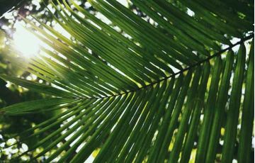 MAURITIA FLEXUOSA FRUIT OIL