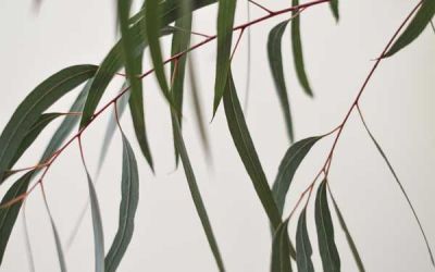 ΕΥΚΑΛΥΠΤΟΣ