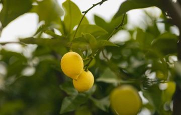 CITRUS PEEL OIL